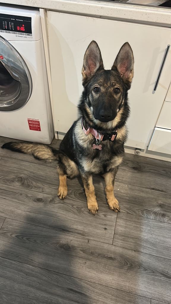 German shepherd Puppy 7 months old (female)