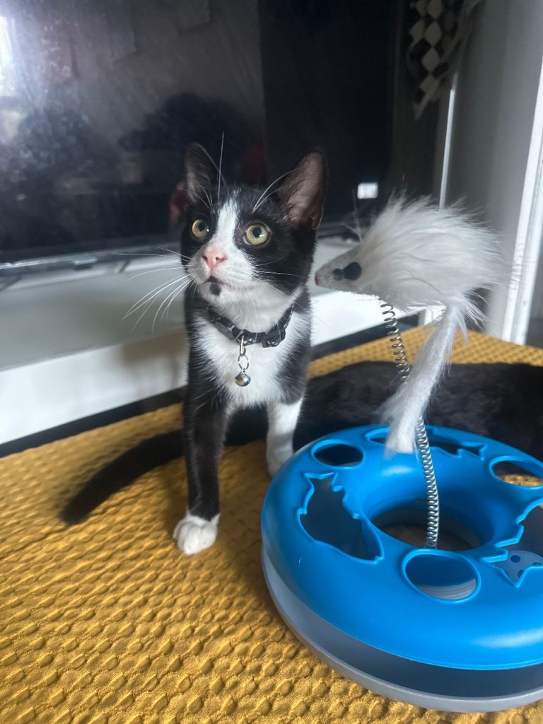 2 beautiful black and white tuxedo boy kittens 