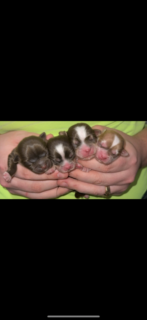 Imperial shihtzu puppies LAST ONE