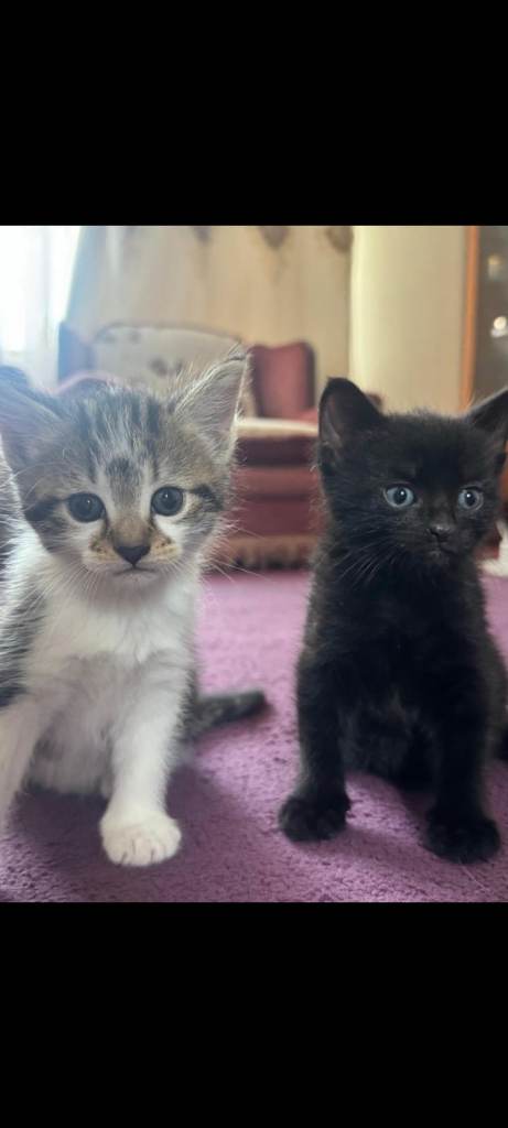 Adorable Kittens Looking for Forever Homes