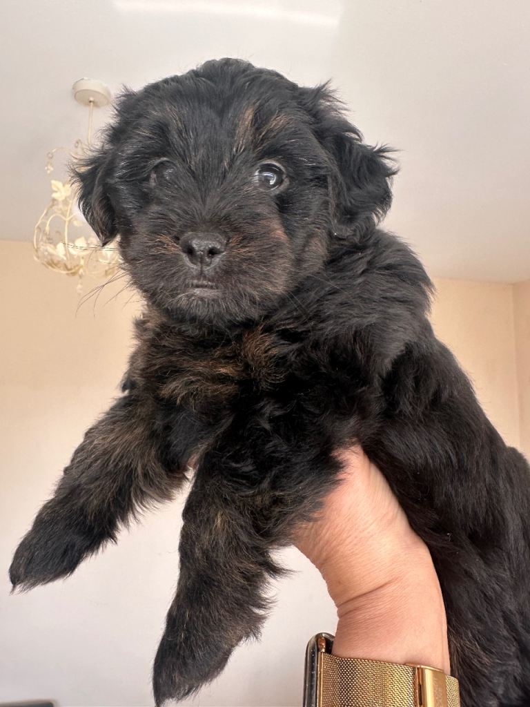 Cockapoo mix puppies