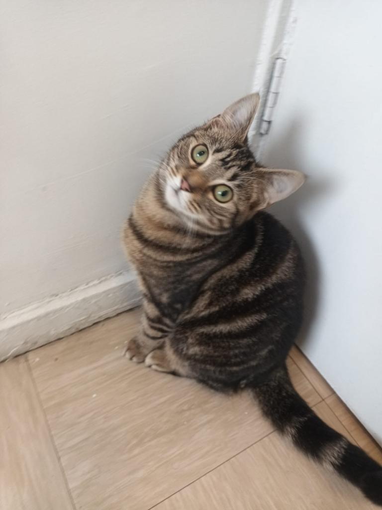 Playful energetic cat looking for a new home 