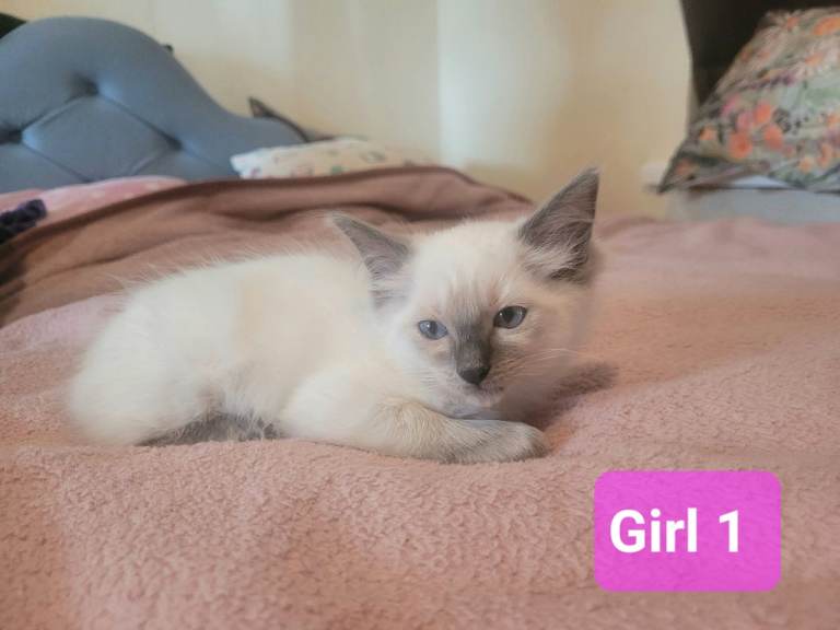 Beautiful Ragdoll kittens 