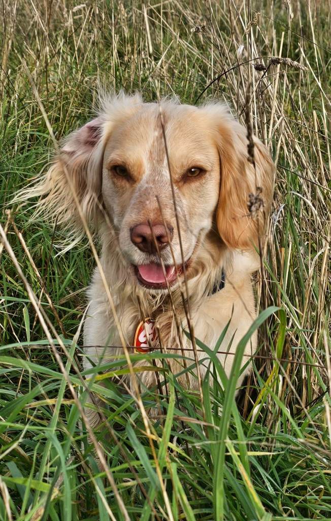 Cocker spaniel puppy 