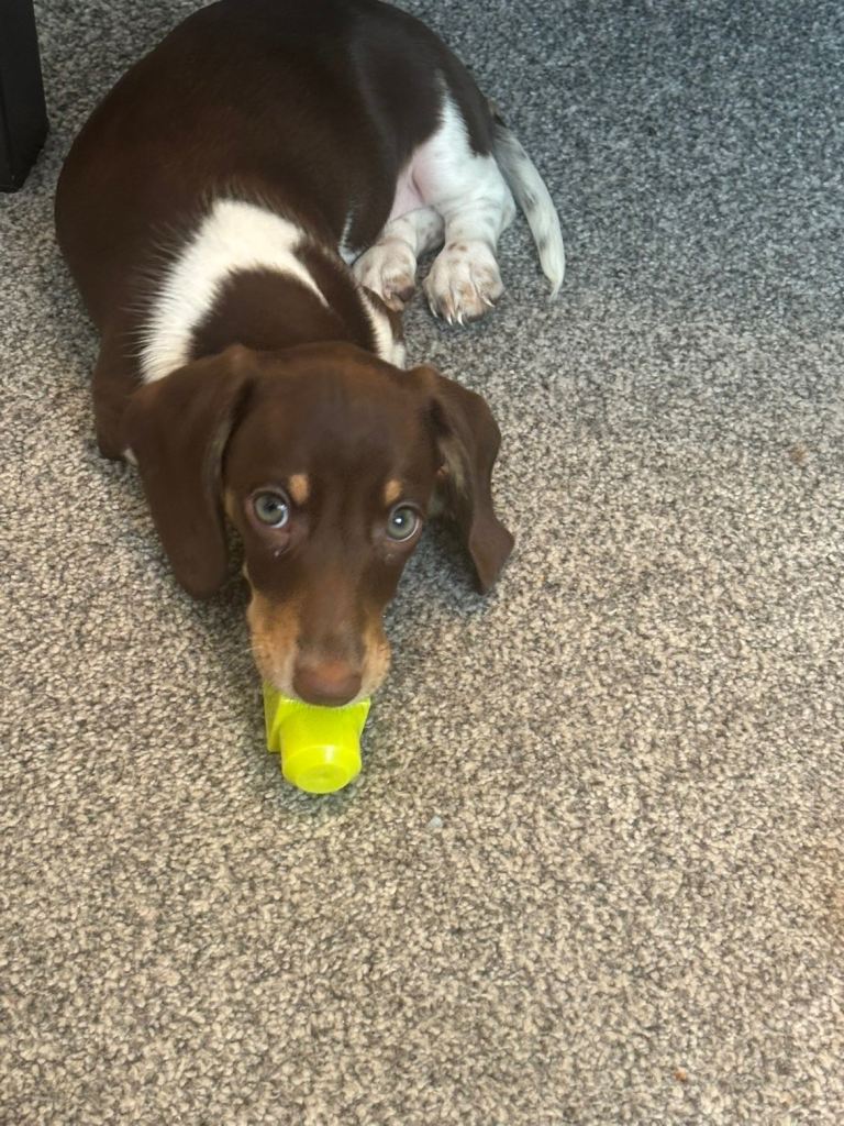 KC REGISTERED MINI DACHSHUND 