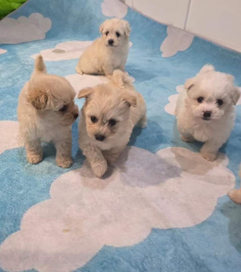 Maltipoo puppies ready now