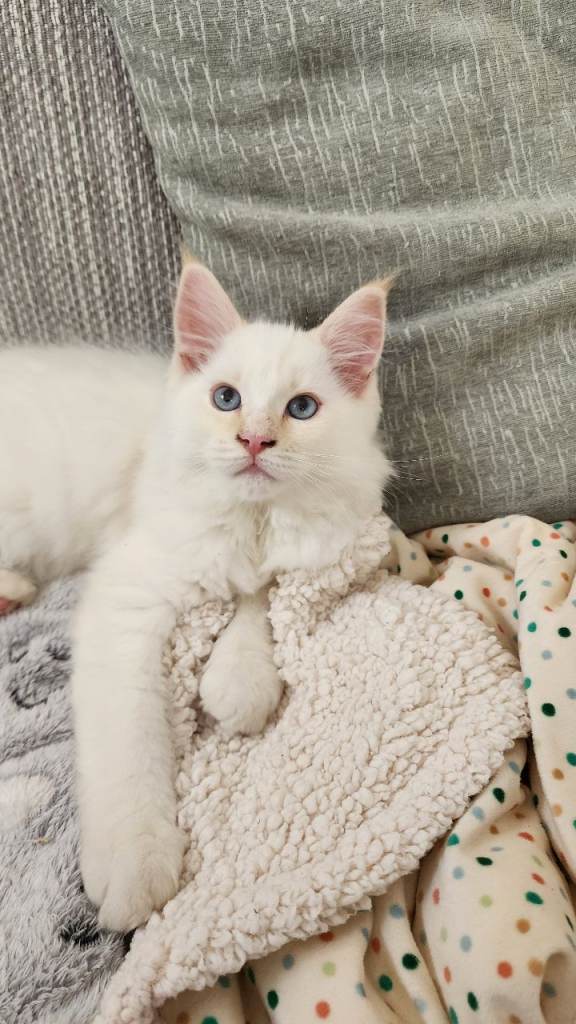 RAGCOON 🥰🥰 REDUCED PRICE  READY TO LEAVE 😍😍