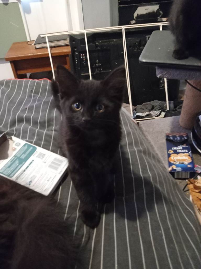 Super healthy crossbreed kittens for salee