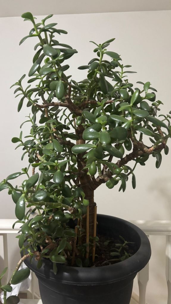 Jade Money plant 
