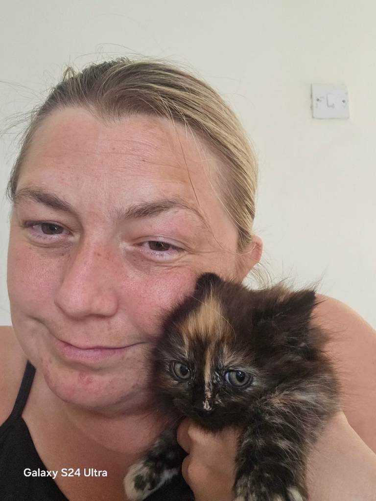Kittens for sale 