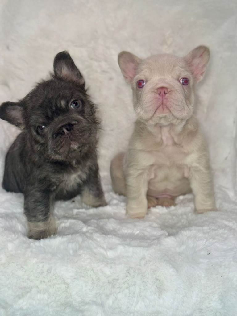 Adorable Fluffy French Bulldog Puppies – Ready Now