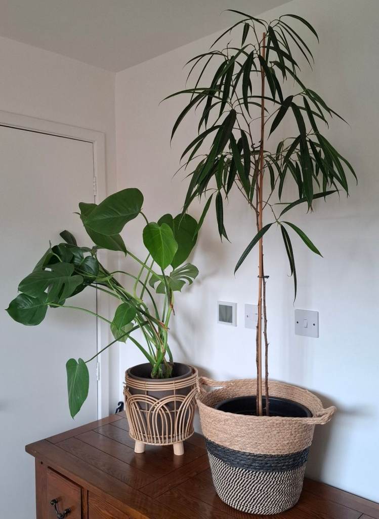 image for Monstera Deliciosa and Ficus Alii