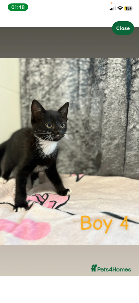 Stunning male Russian blue tabbies X Bengal Kittens