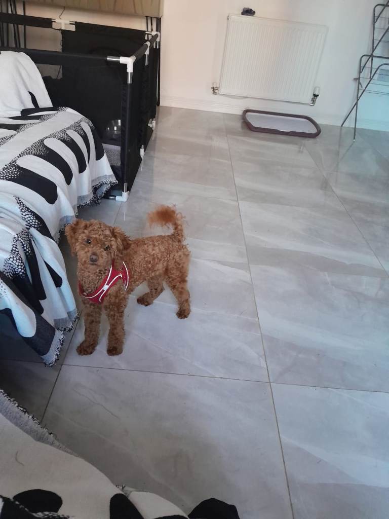 1 Female Poodle for Sale