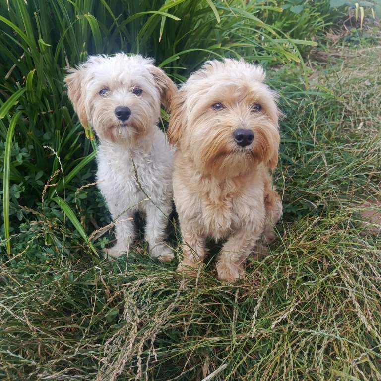 F1 cockapoo and Maltese male and female mixed dogs  for sale. 