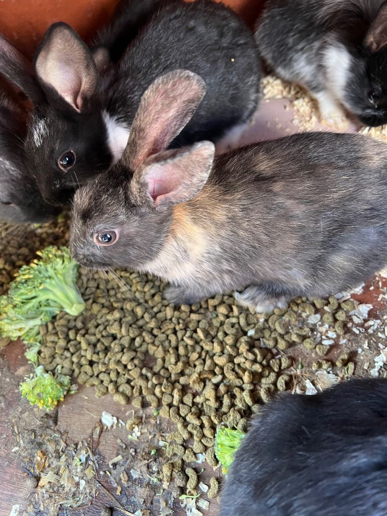cute little bunnies