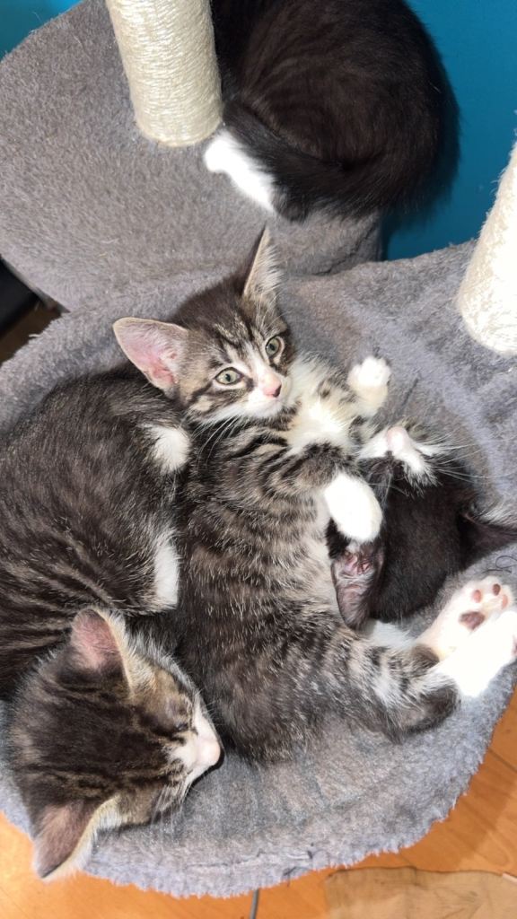 kittens ready to go