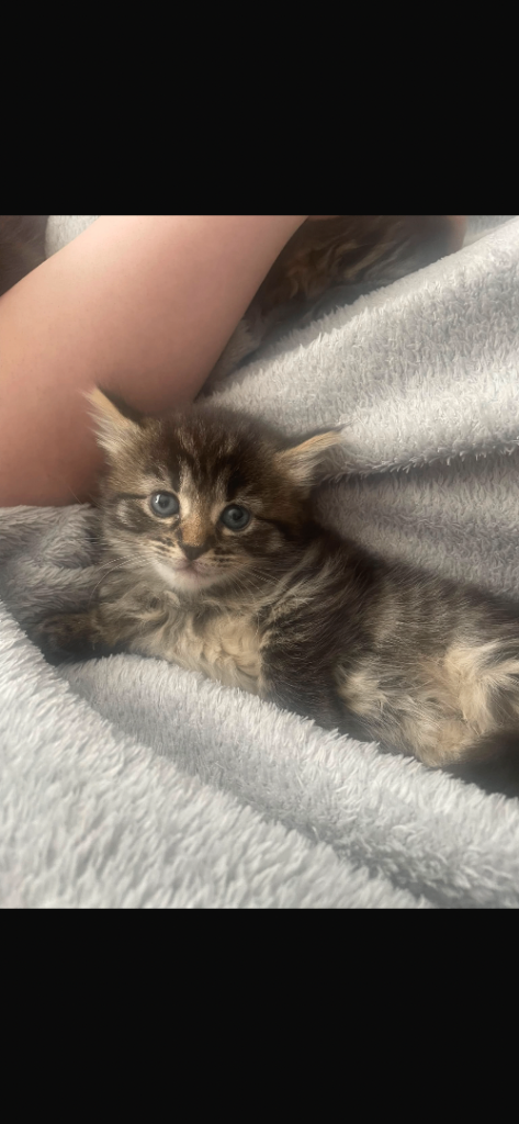Last tabby female kitten from litter of 3