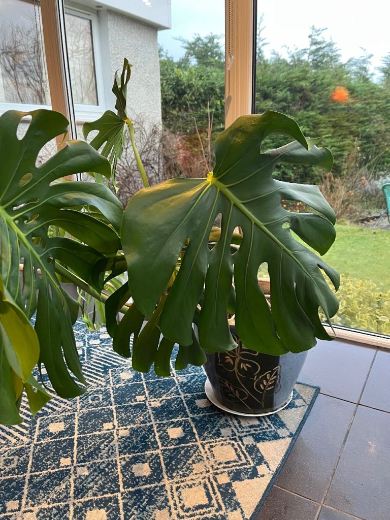 Monstera Swiss Cheese Houseplant