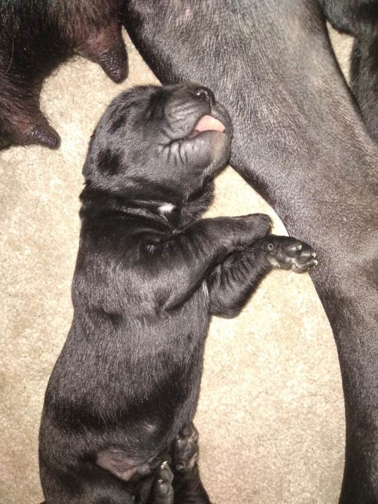 Italian Mastiff puppies