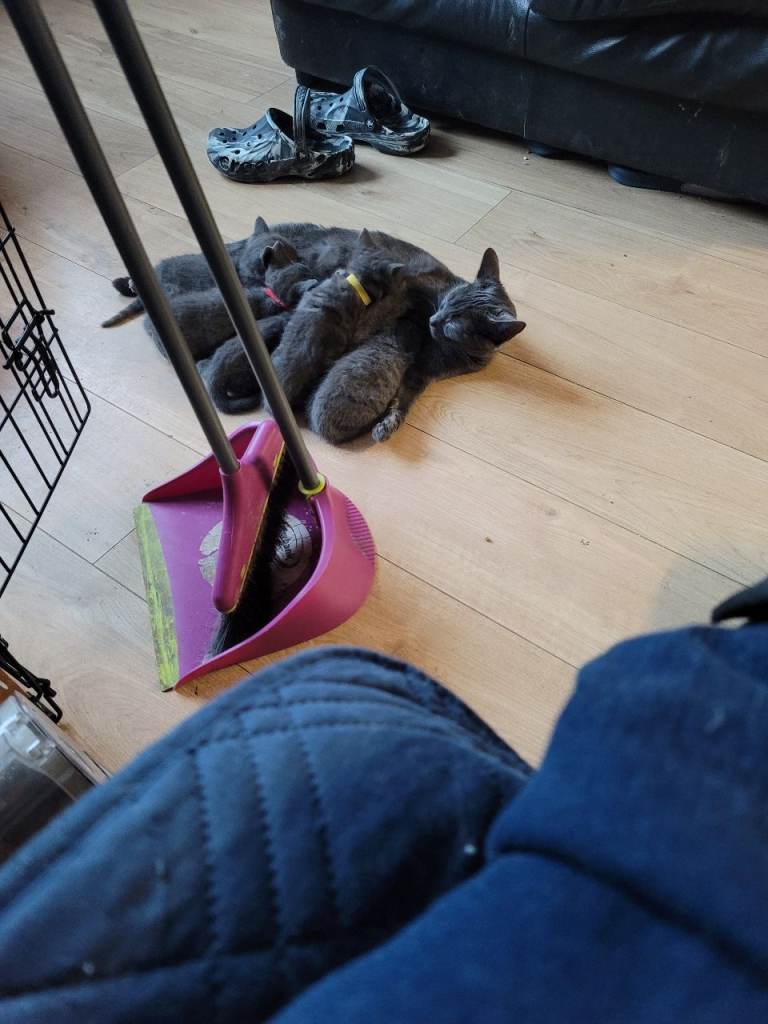 Russian blue cross kittens