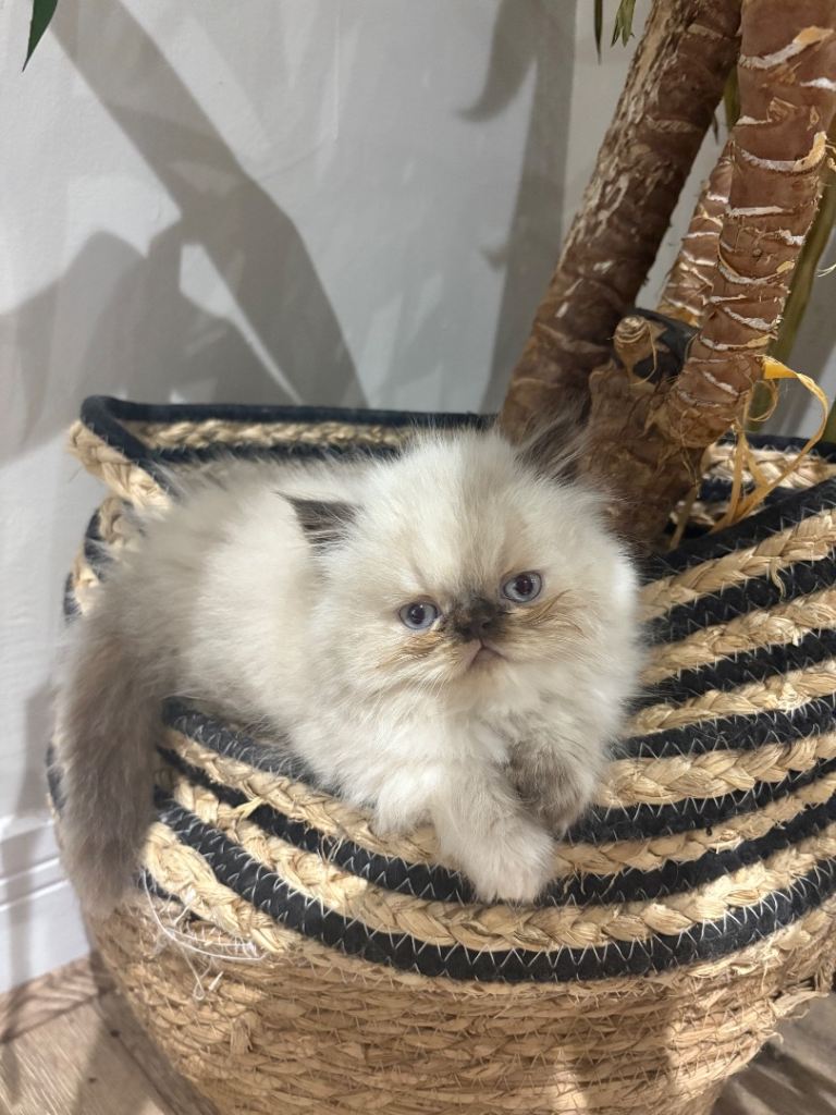 Persian Kittens for sale 