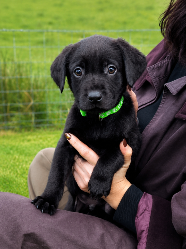 Last Puppy - Ready Now - Fully Health Tested/RKC Labrador Pups - Ready May