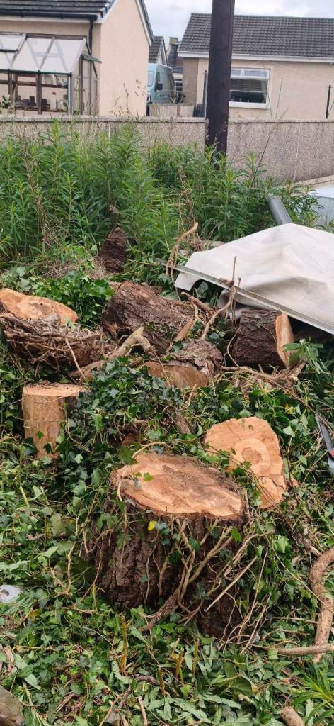 Stumps to make wood, logs or kindling 