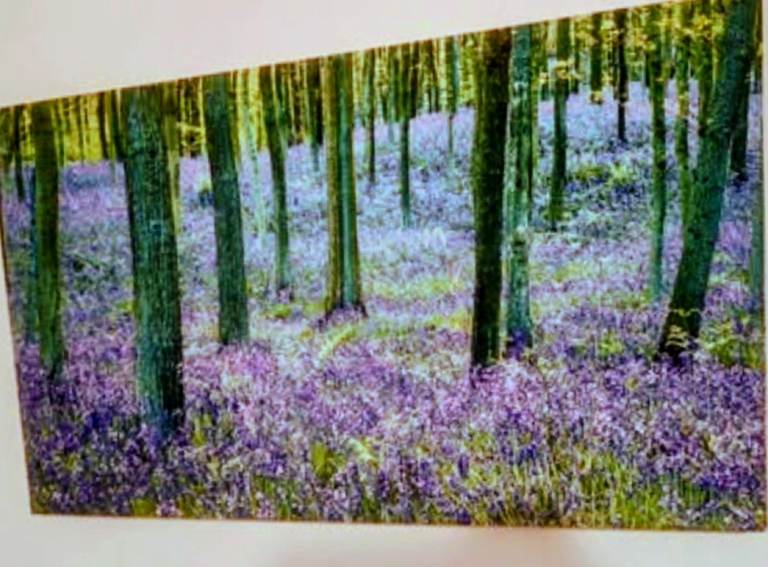New  Beautiful Canvas Of Blue Bells In The Woods 