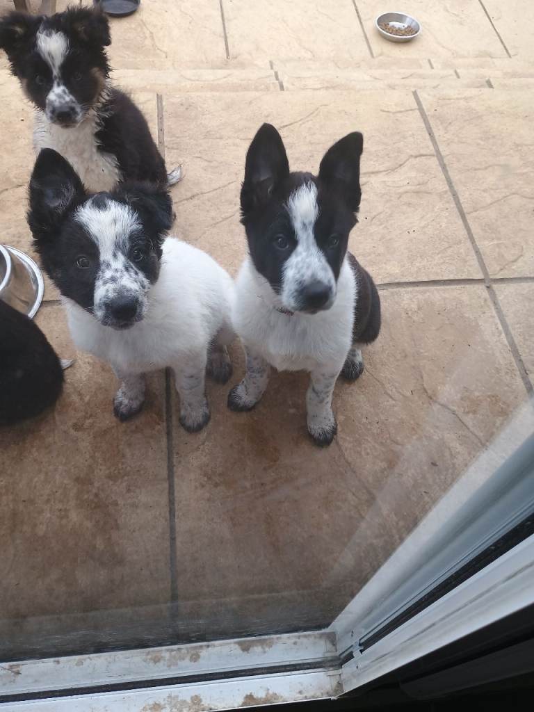 Collie pups