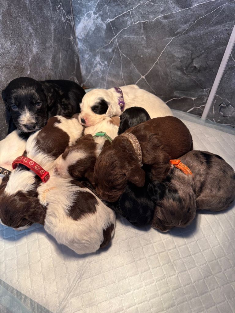 Cocker spaniel puppies 