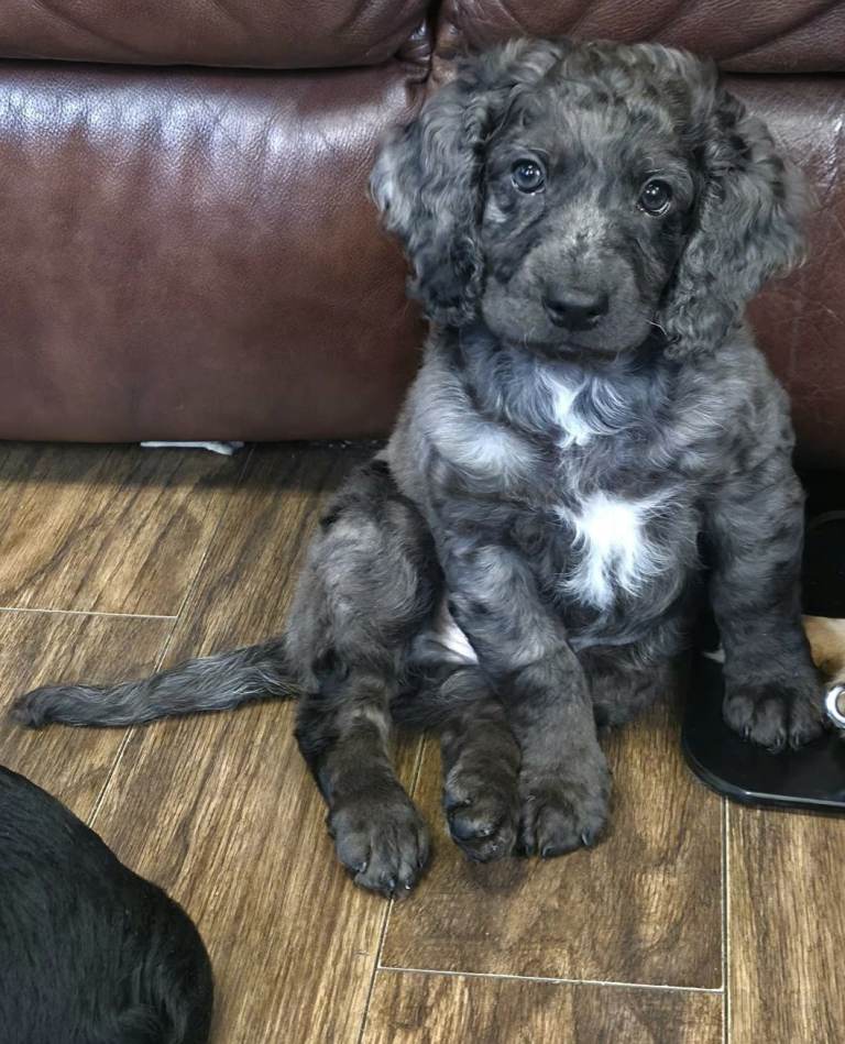 Cockapoo F2 Pyppies for Sale