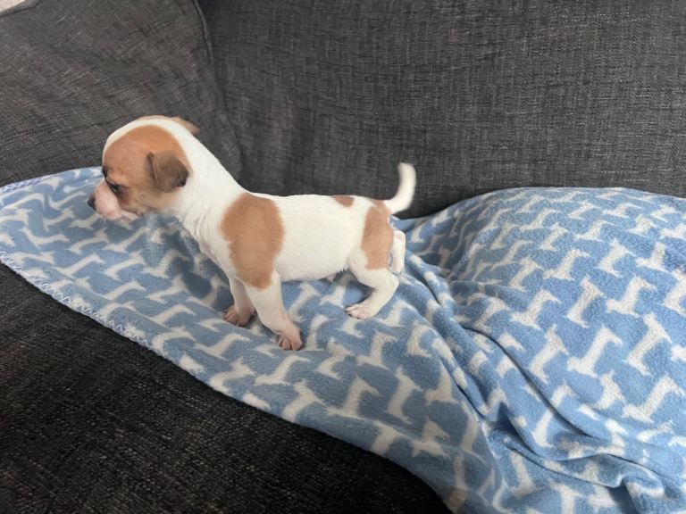 Jack Russell boy, ready now! 