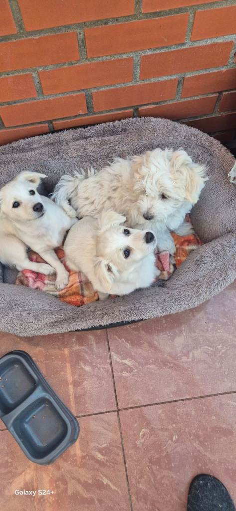 Bichon 
