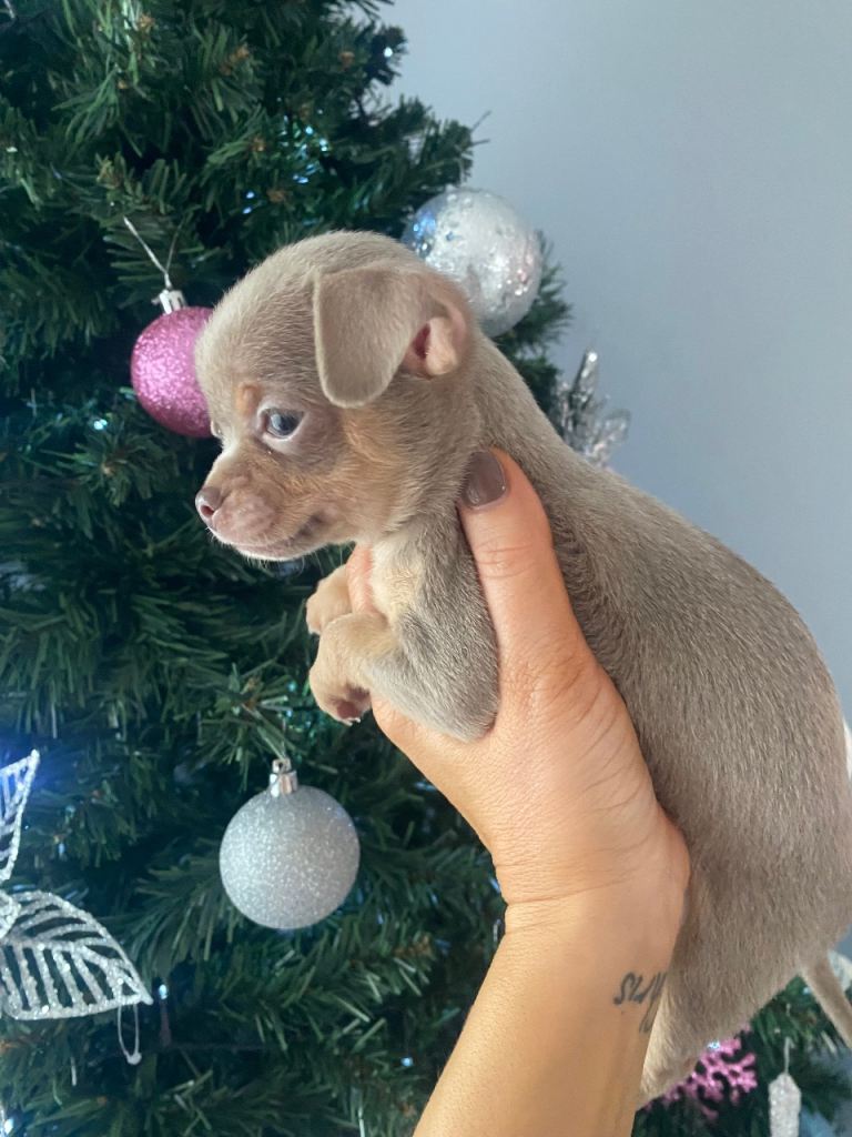 tiny lilac chihuahuas 