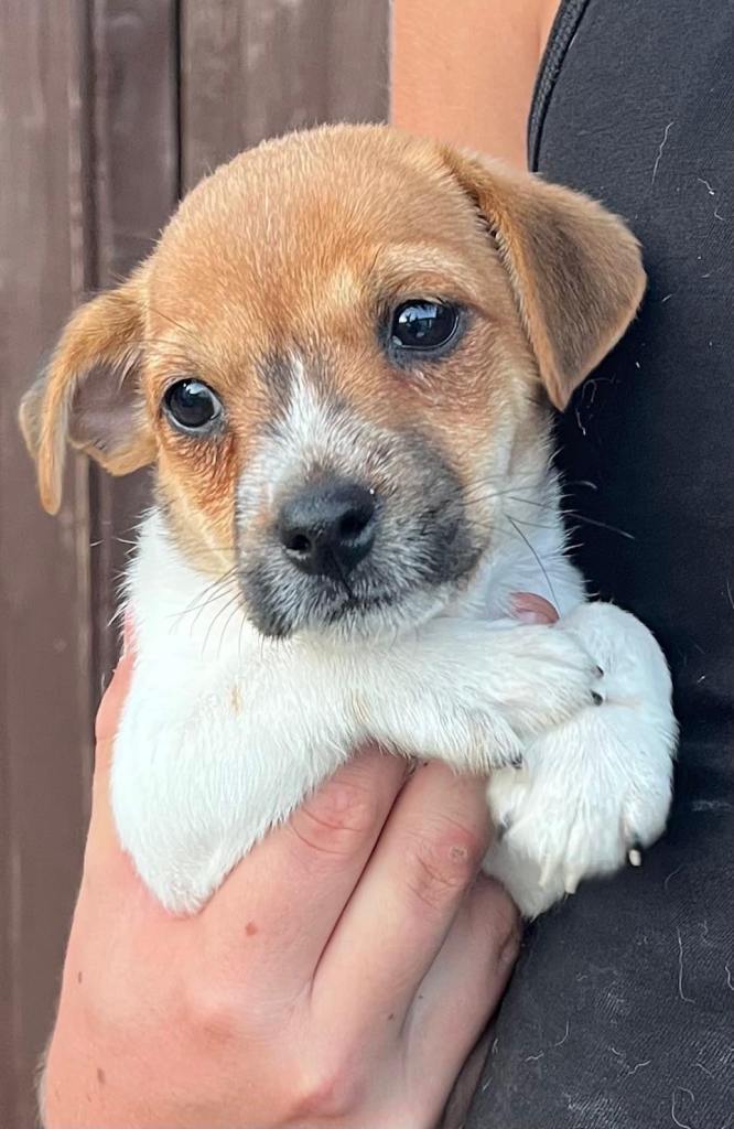 Puppy for sale