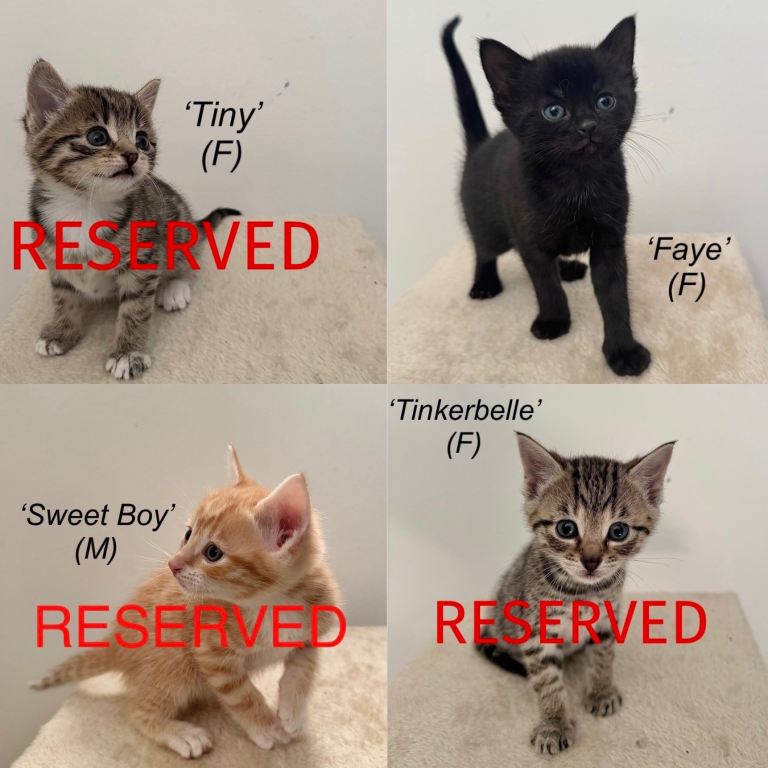 Kittens For Adoption