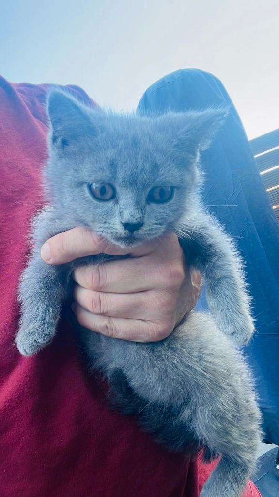 2 Beautiful British Shorthair Girls available 