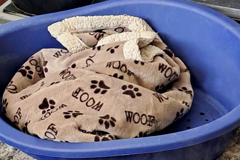 As new dog bed for toy/small dog or cat.
