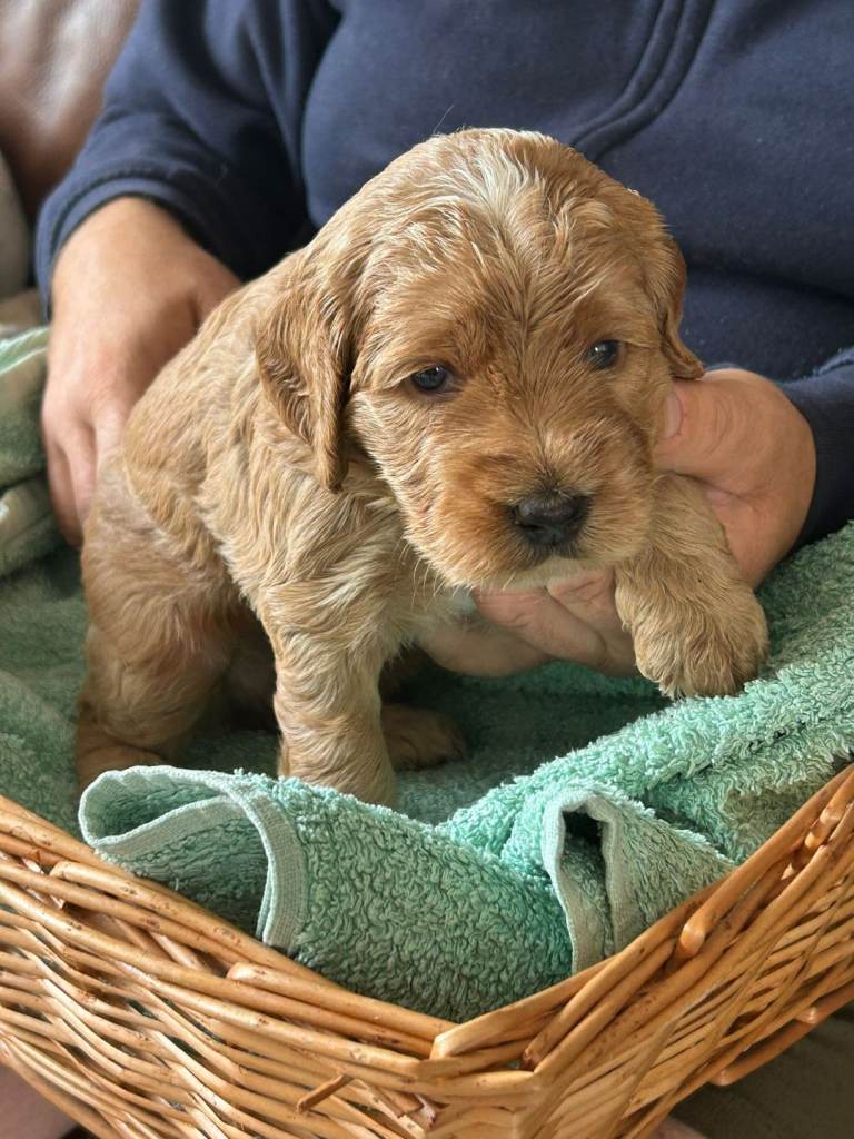 Cockapoo