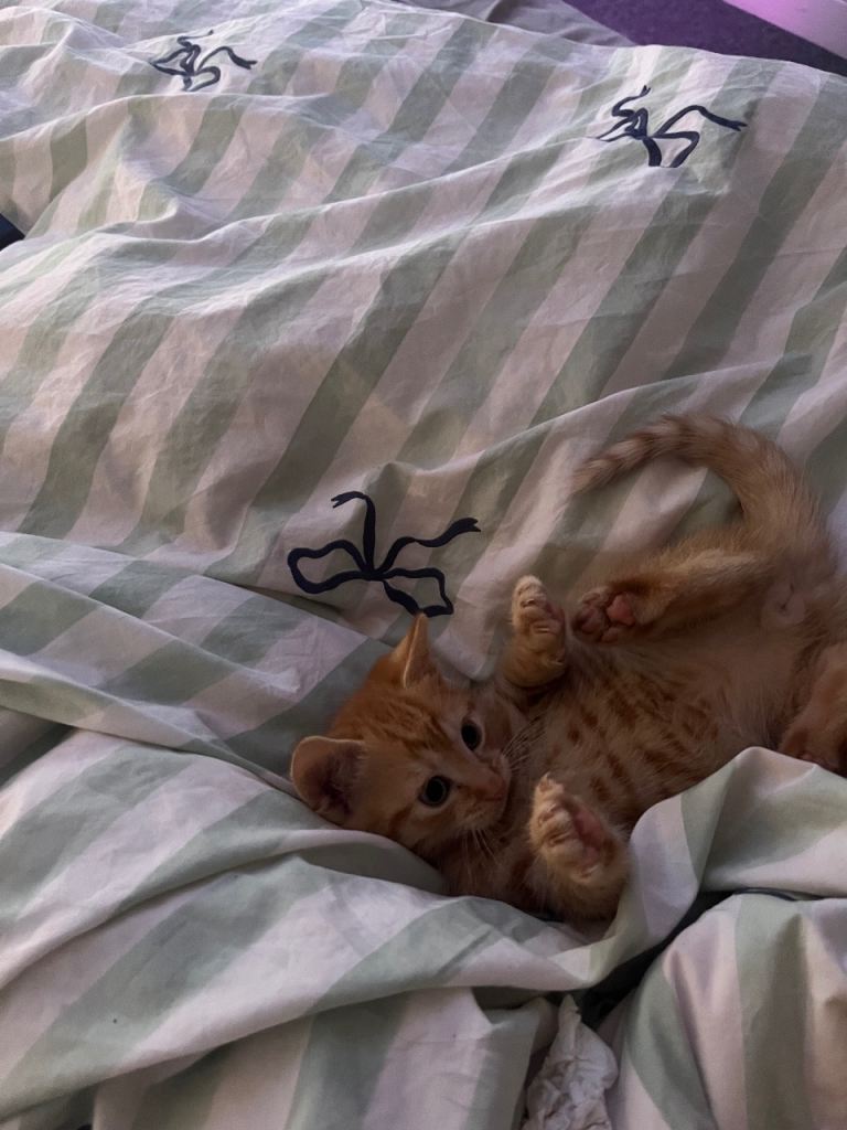 Kittens for sale