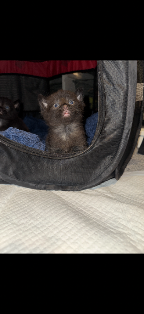 Kitten for sale 