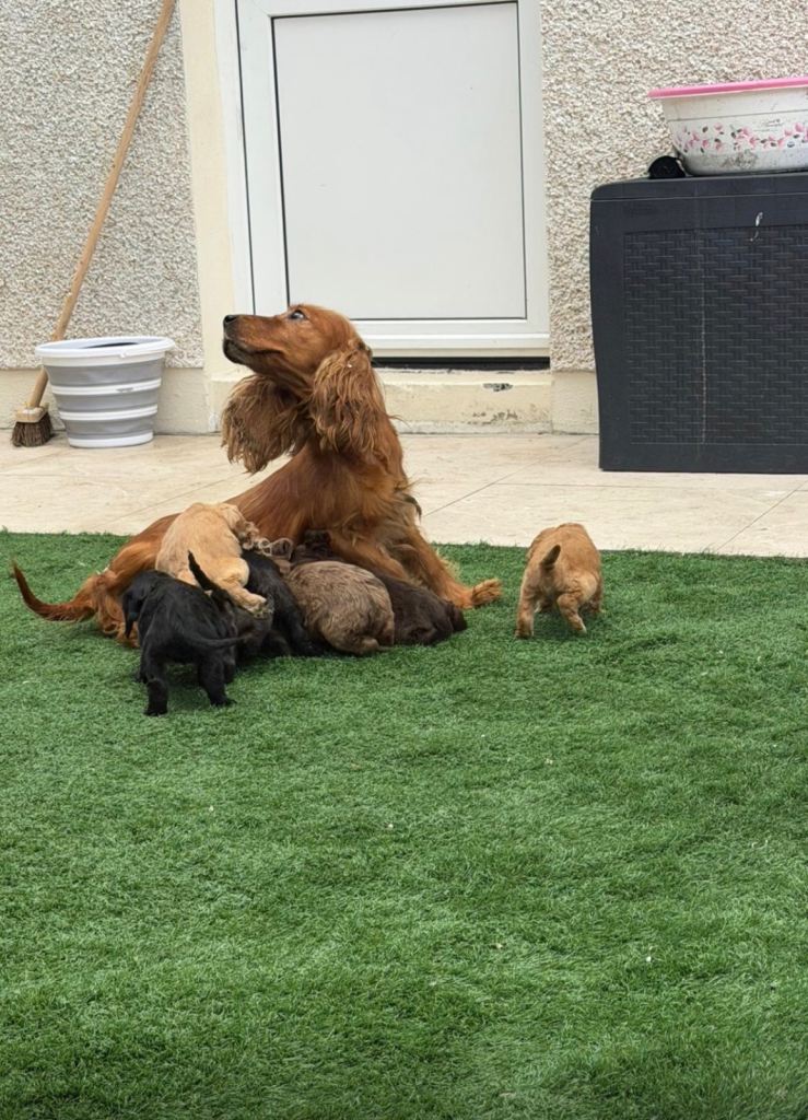 Cocker spaniel puppies 