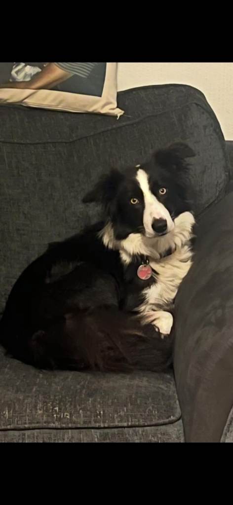 Border Collie full breed female 