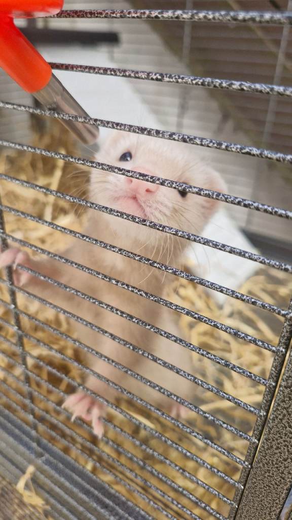 2 baby girl ferrets