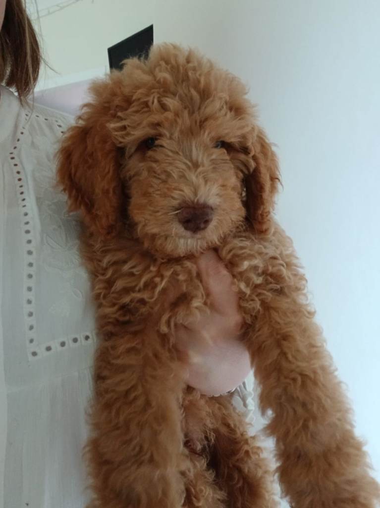 Poodle Puppies