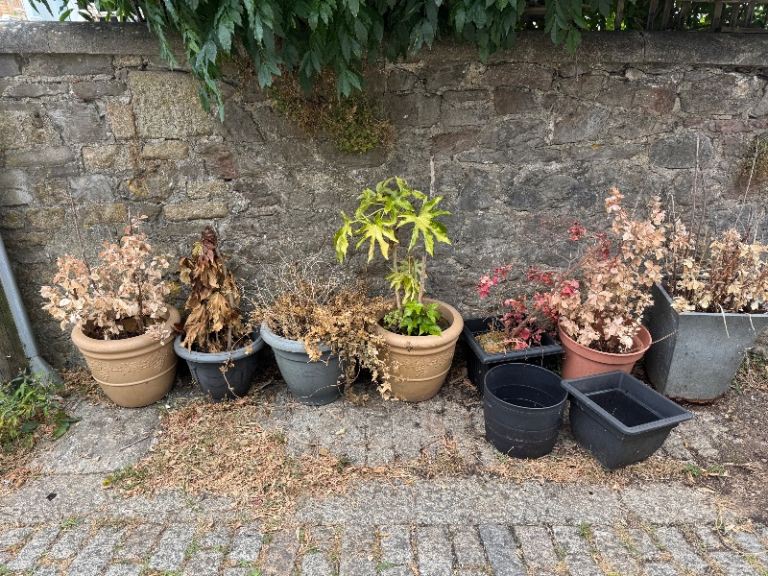Free large plastic plant pots 