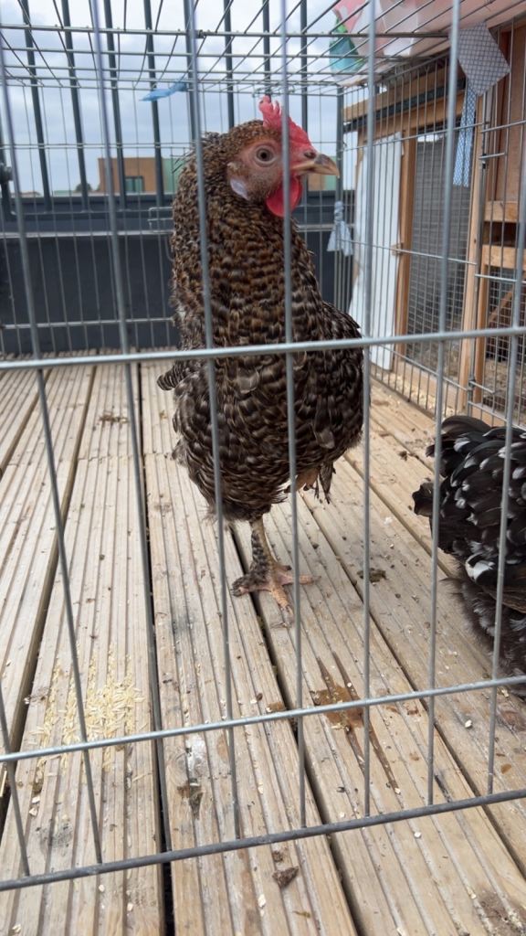 Two Famale Egg Laying chickens