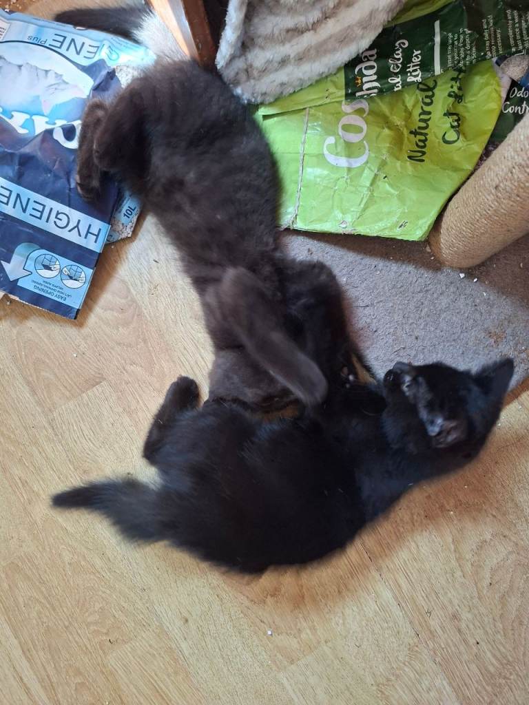 Kittens ready for forever homes