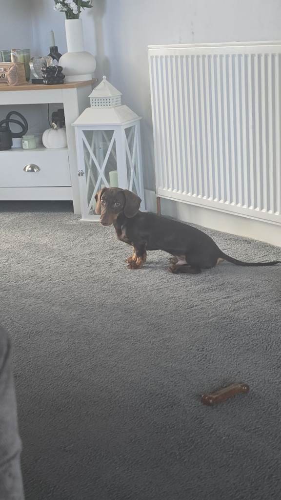Minature dacshund 